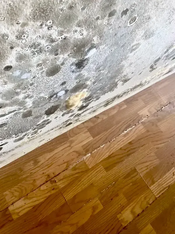 Moldy drywall and cracked wooden floor