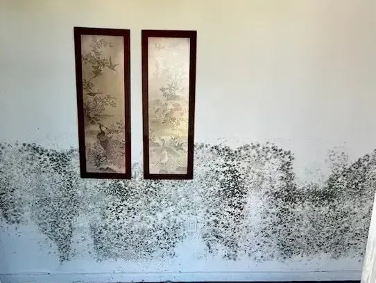 mold on a wall