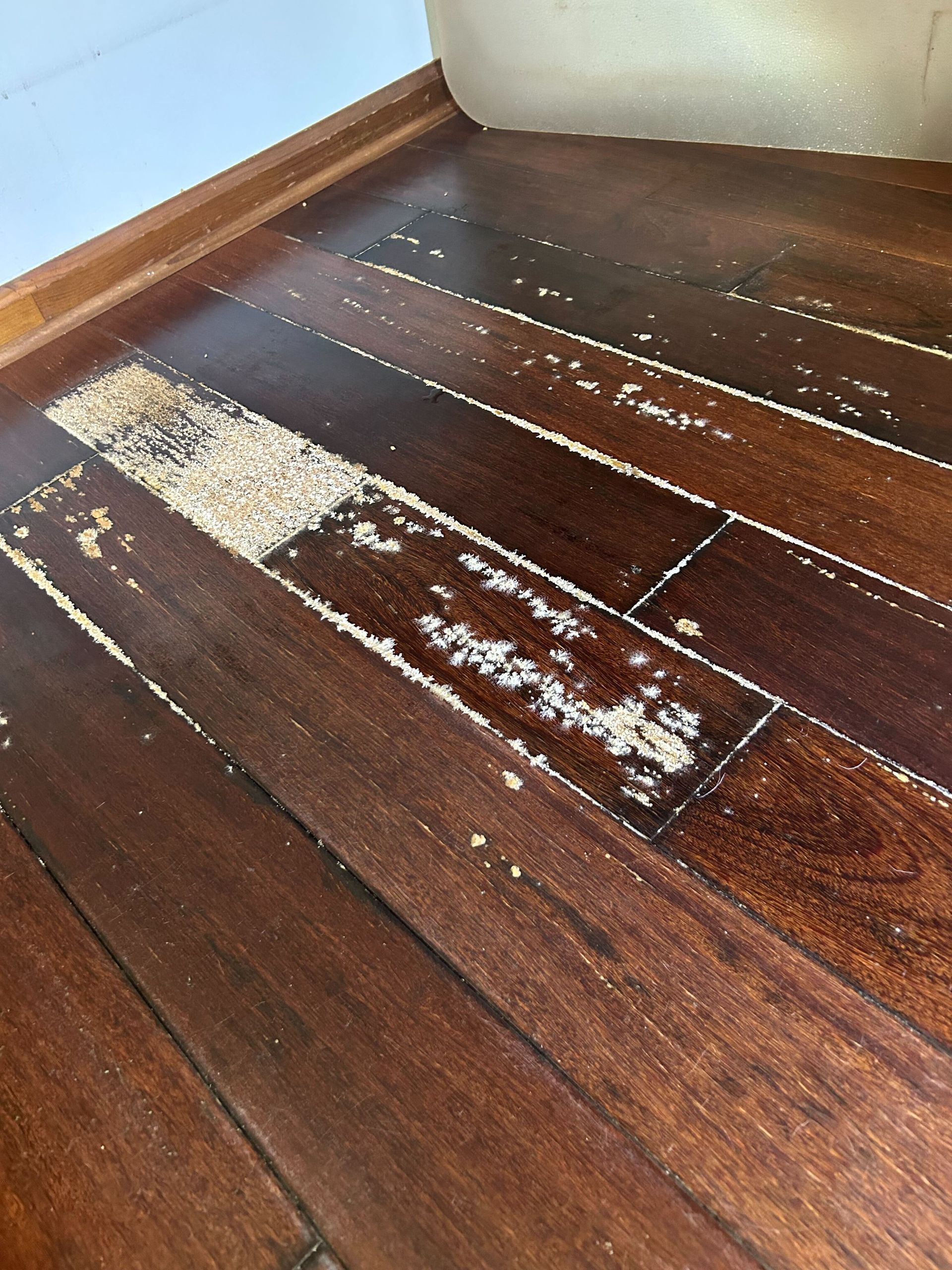 Dark wood floor with piles of light-colored mold growth on an office floor.