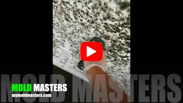 mold removal specialist near me