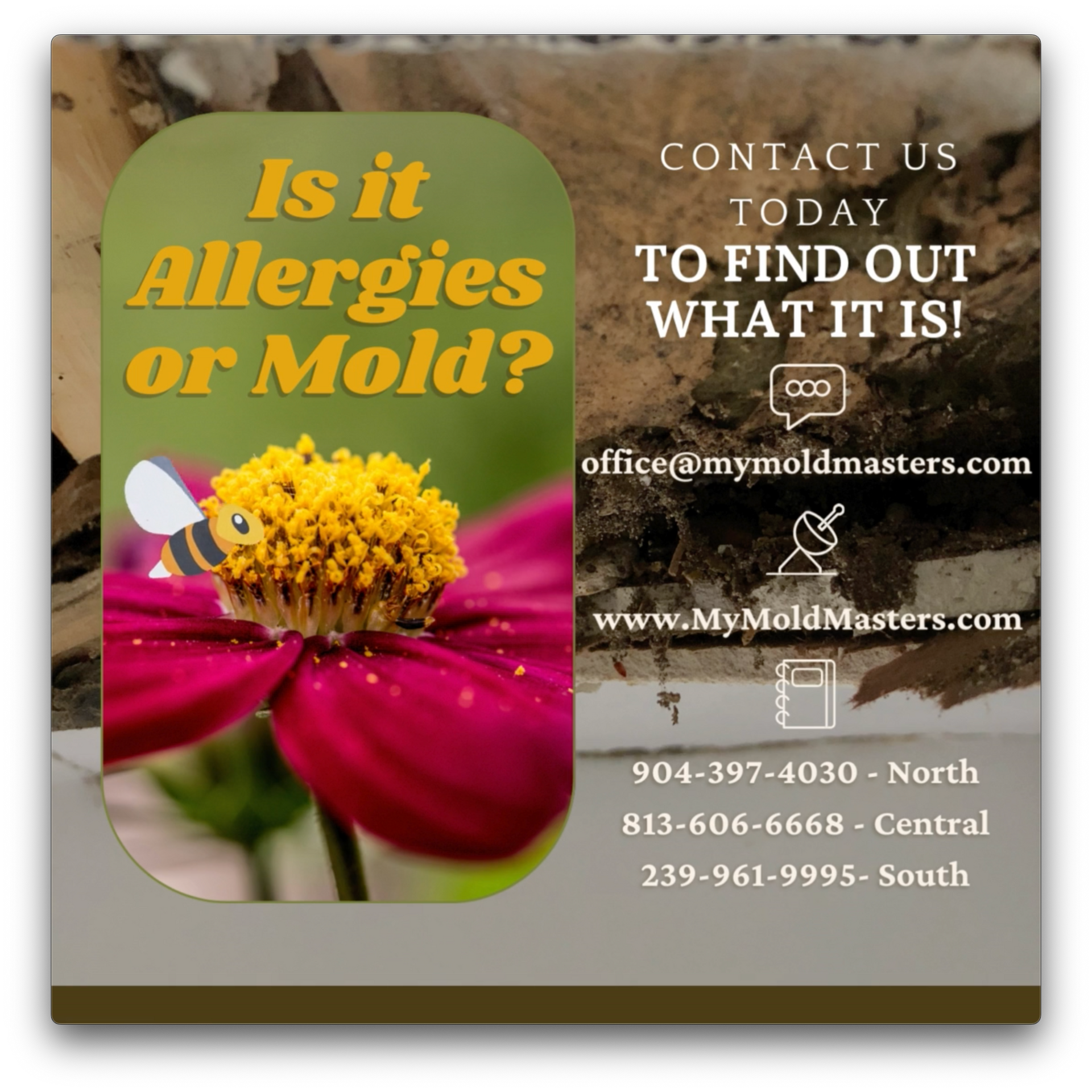 spring allergies, mold, air quality, seasonal allergies, allergy problems, mold allegries