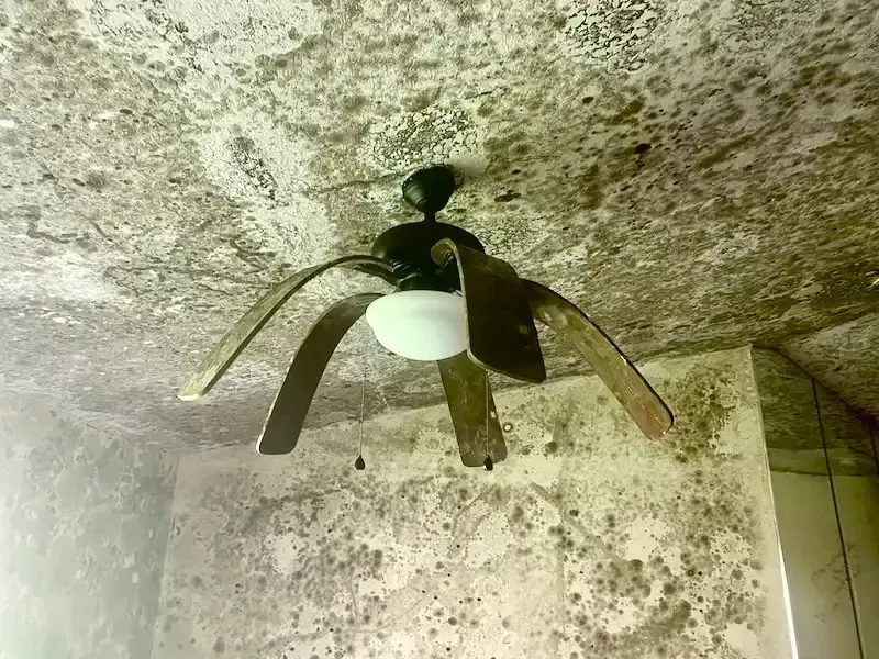 Mold growing all over from a flood and power outage