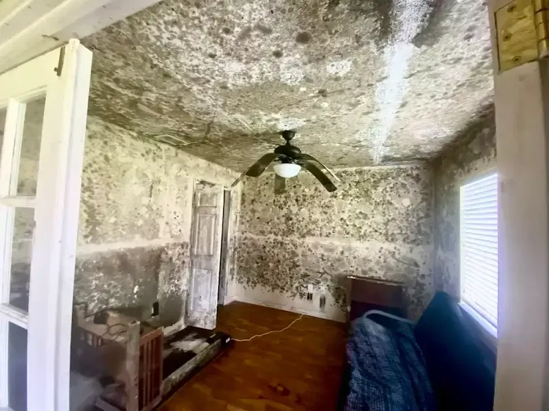 Black mold in living room