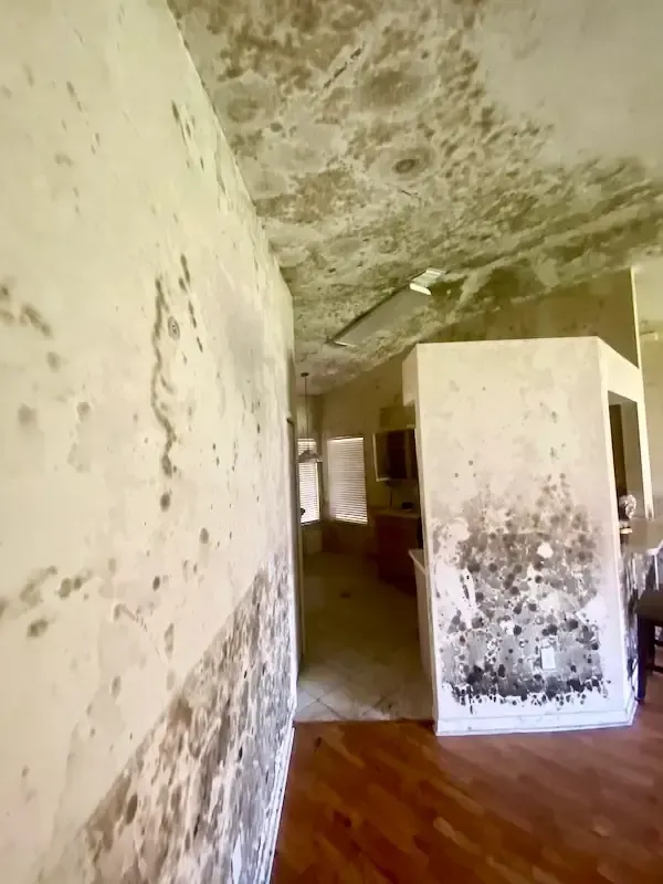 mold growing all over walls