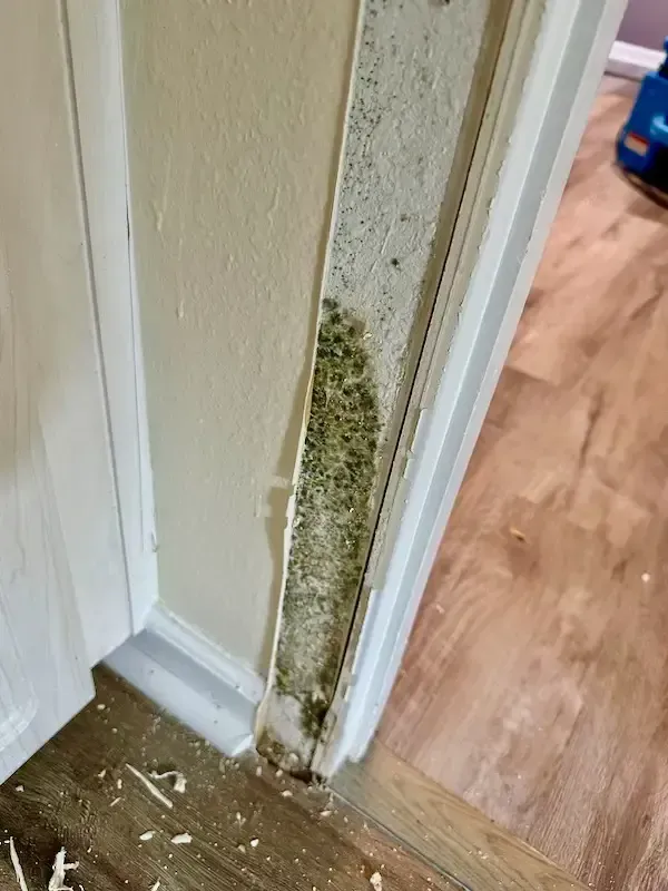mold behind wall paper in hallway