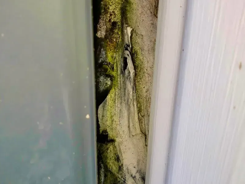 green mold on a wall