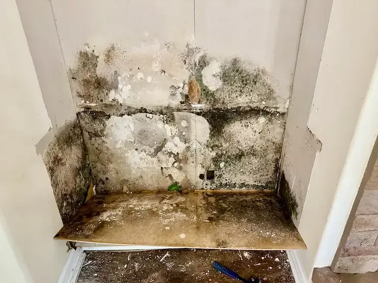 mold behind kitchen cabinets