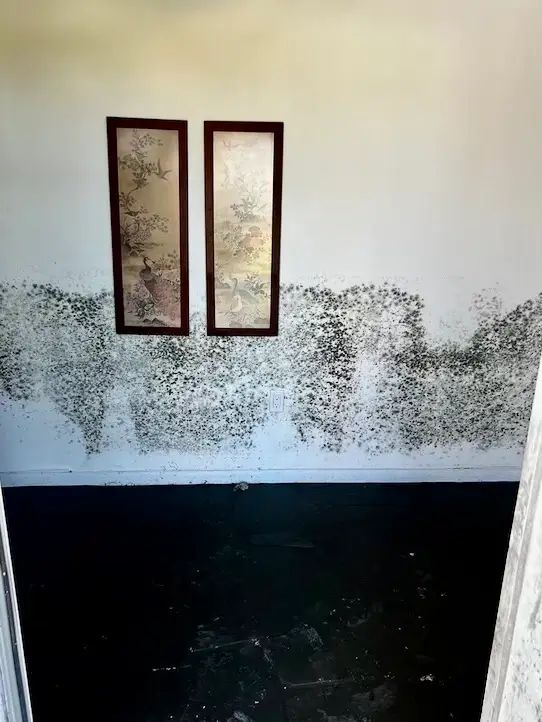 Mold-covered white wall with two framed pictures; black flooring.