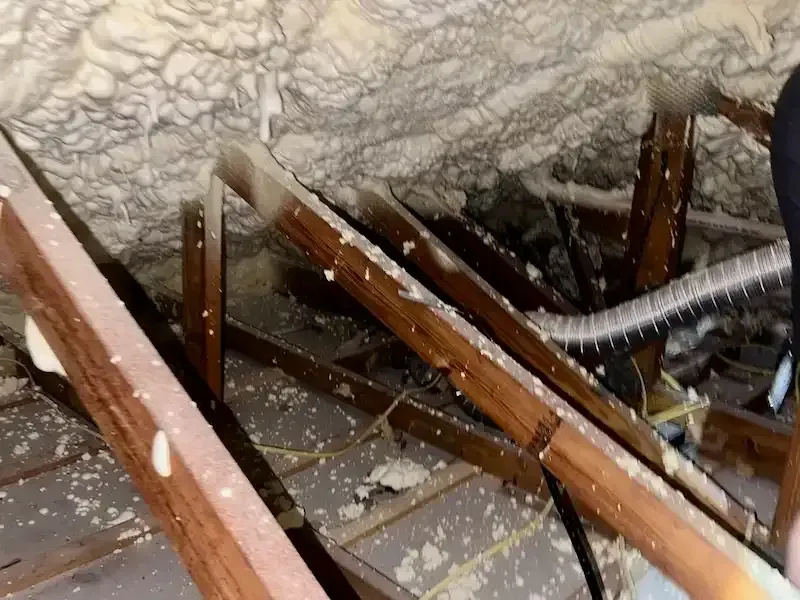 Mold growing in attic