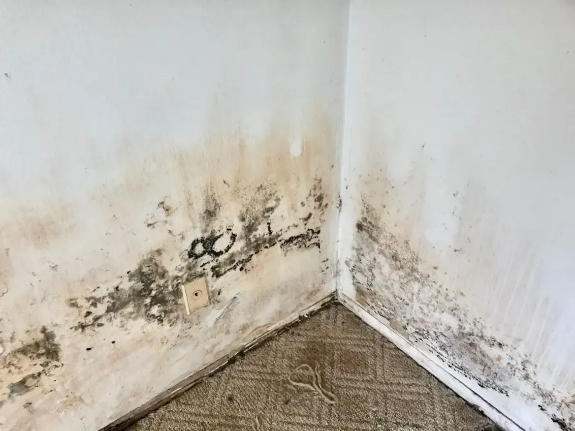 mold growth on walls from flood