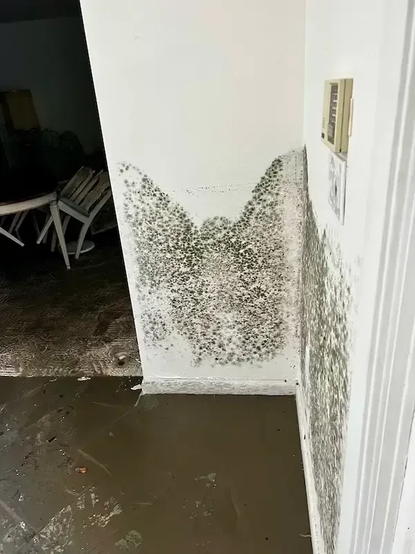 mold from flood water from canal