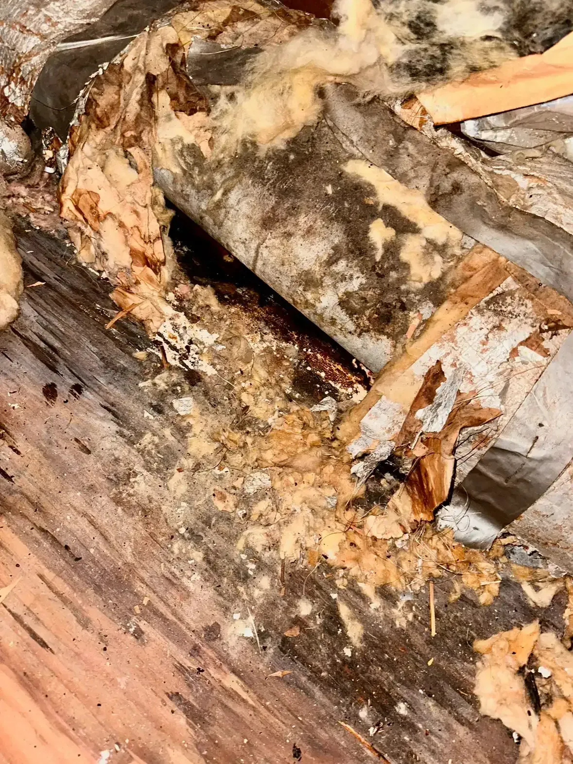 Mold from roof leak on insulation