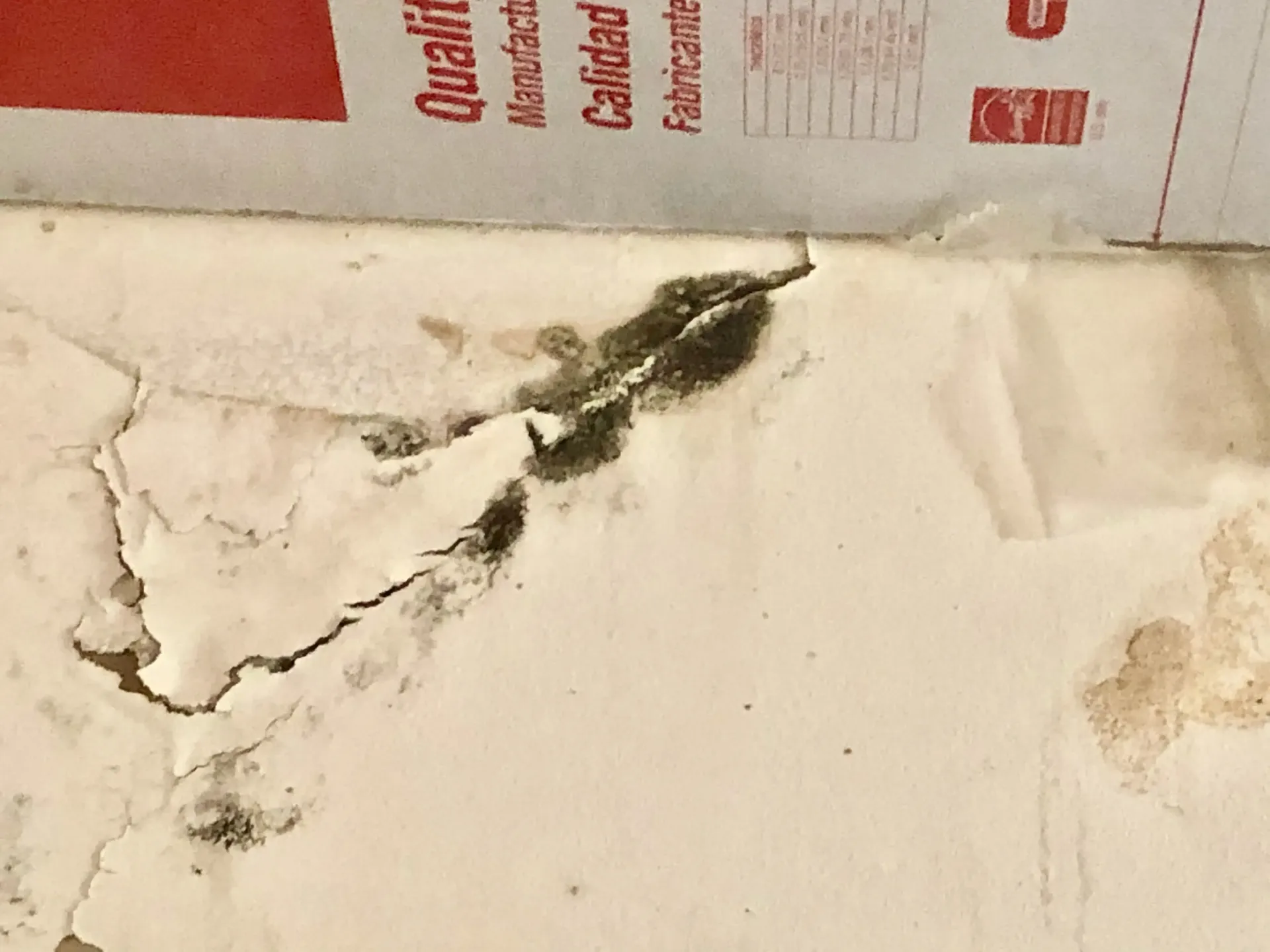 Mold growth from hurricane damage to roof