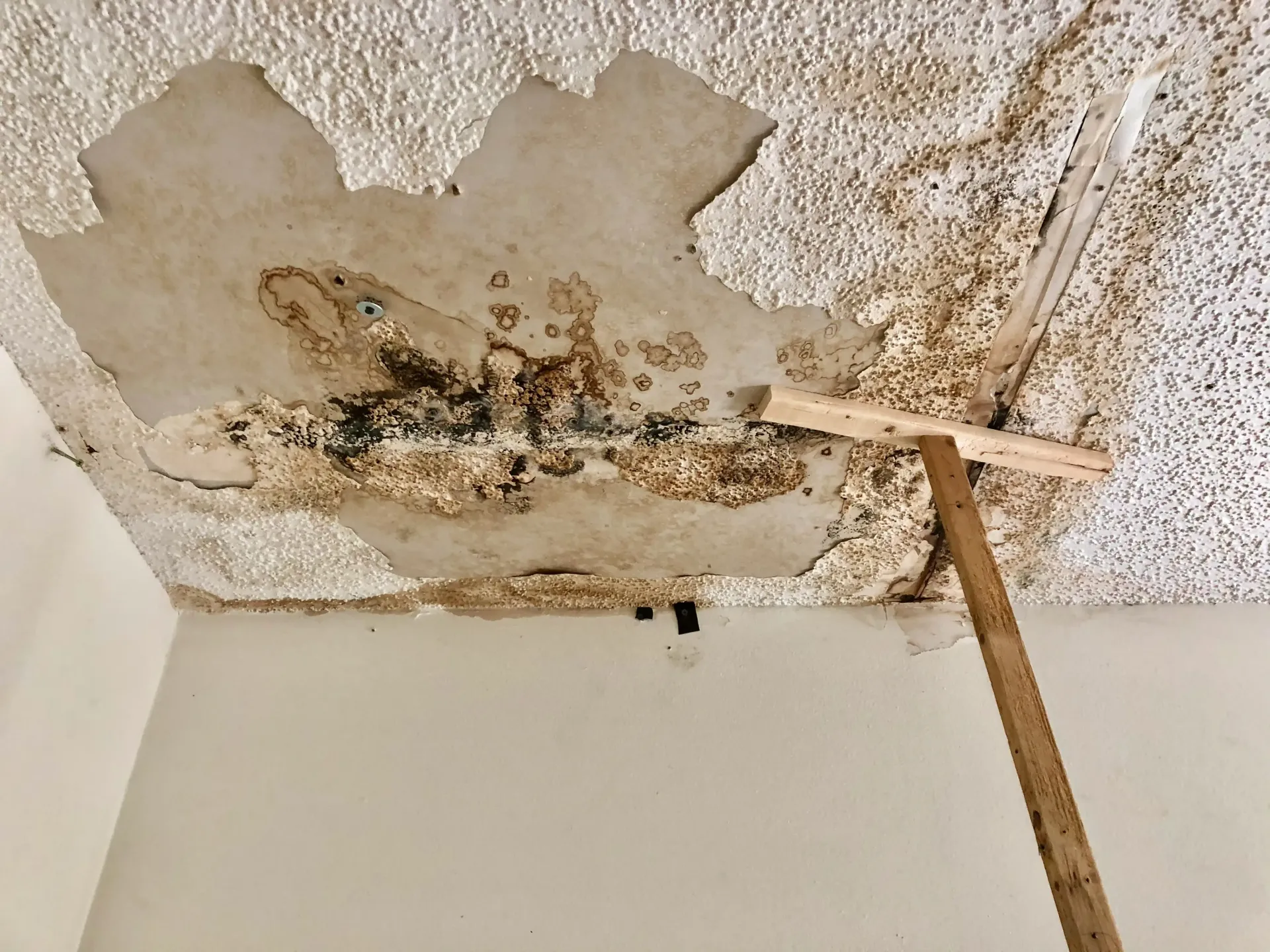 mold on ceiling from hurricane damage to roof