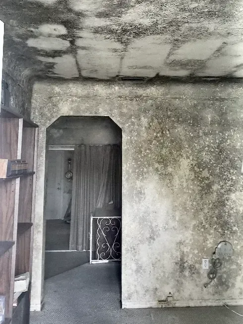 mold growth all over walls from power outage