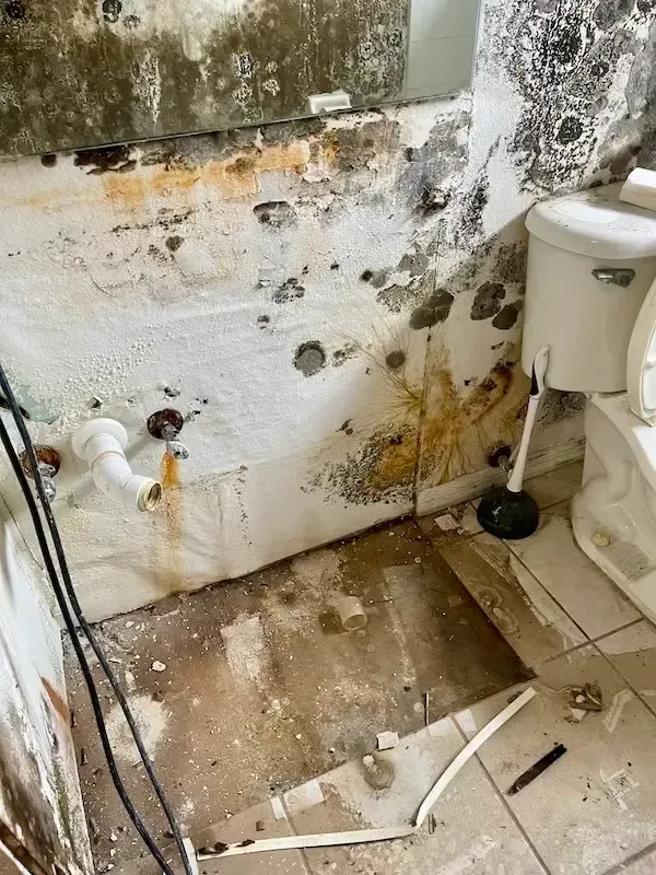 black mold from plumbing leak