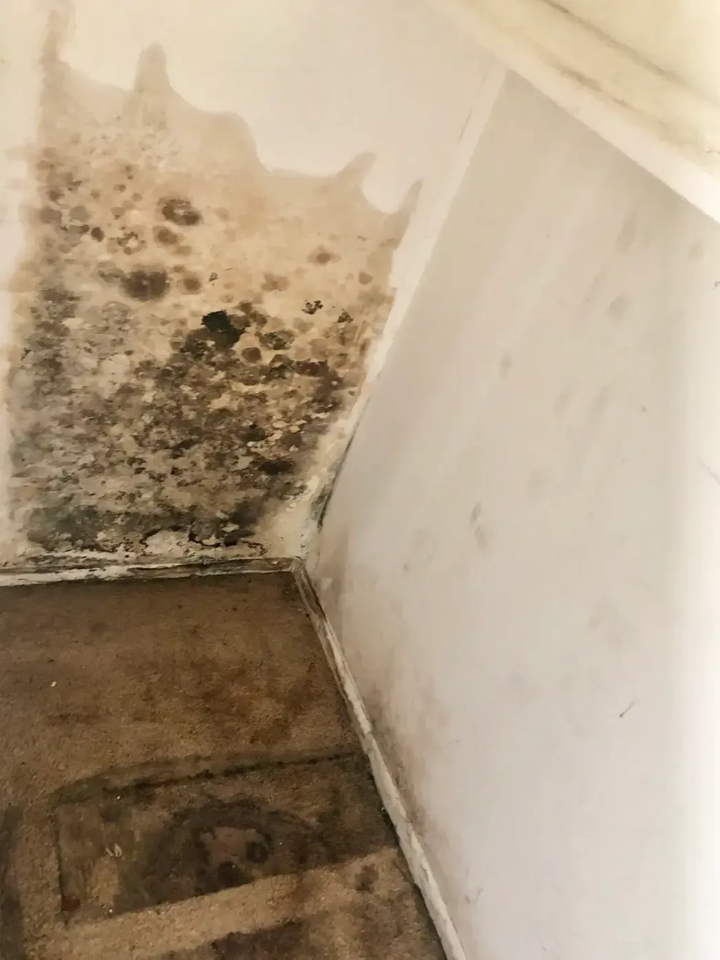 mold from hurricane damage