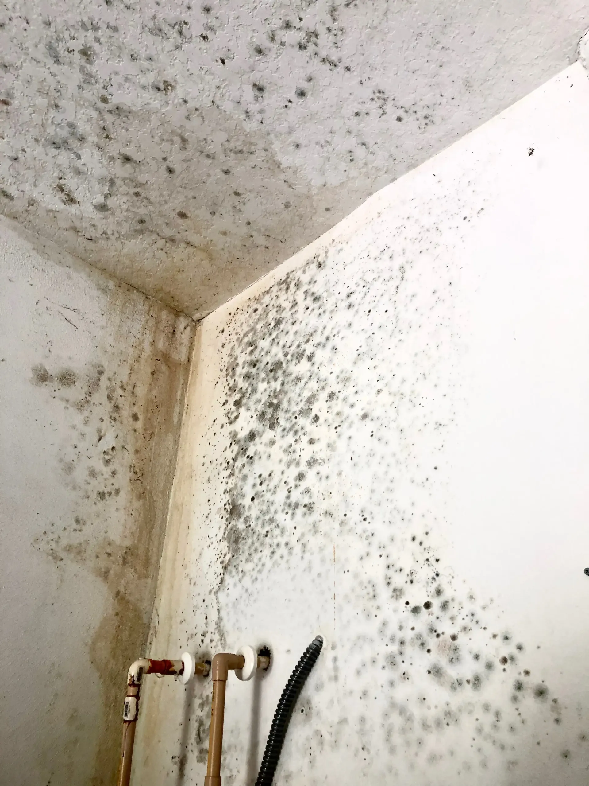 mold from toilet upstairs