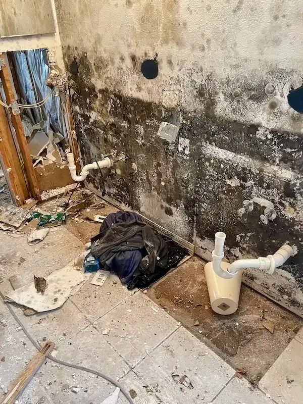 mold in storm damaged home