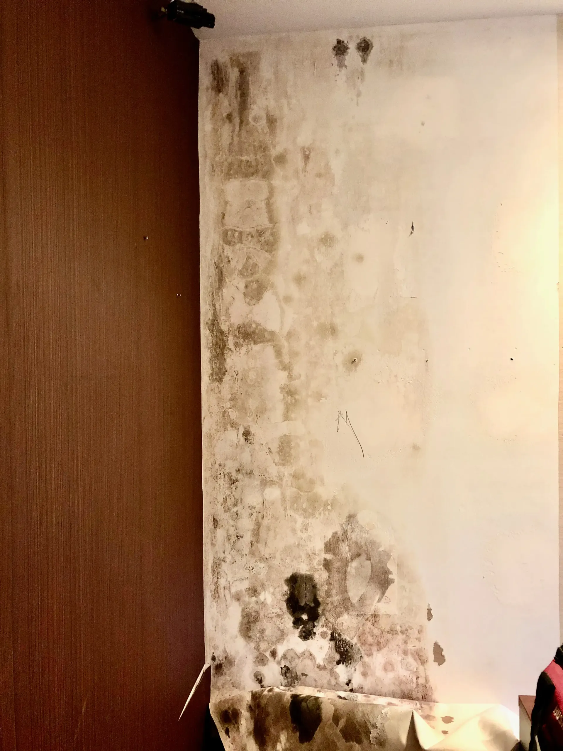 mold behind office wallpaper