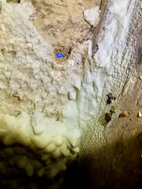 Mold in attic on insulation