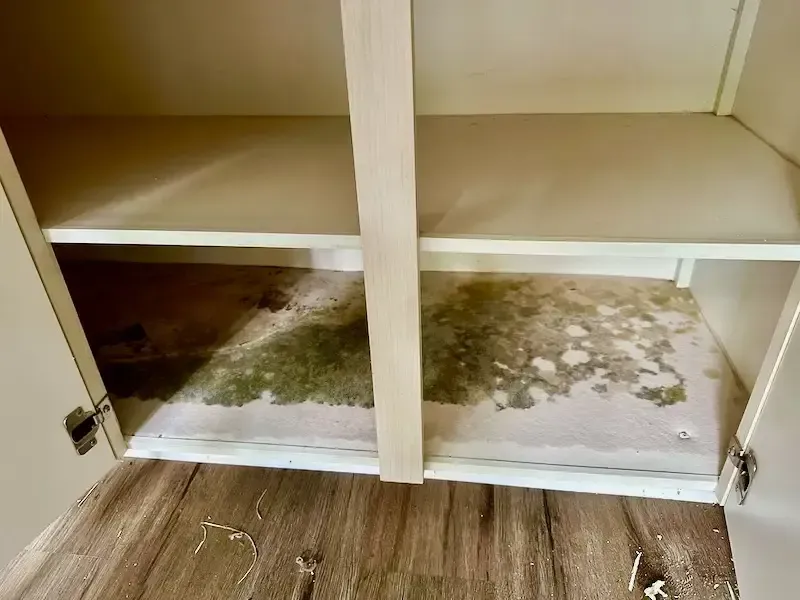 Mold in kitchen cabinets