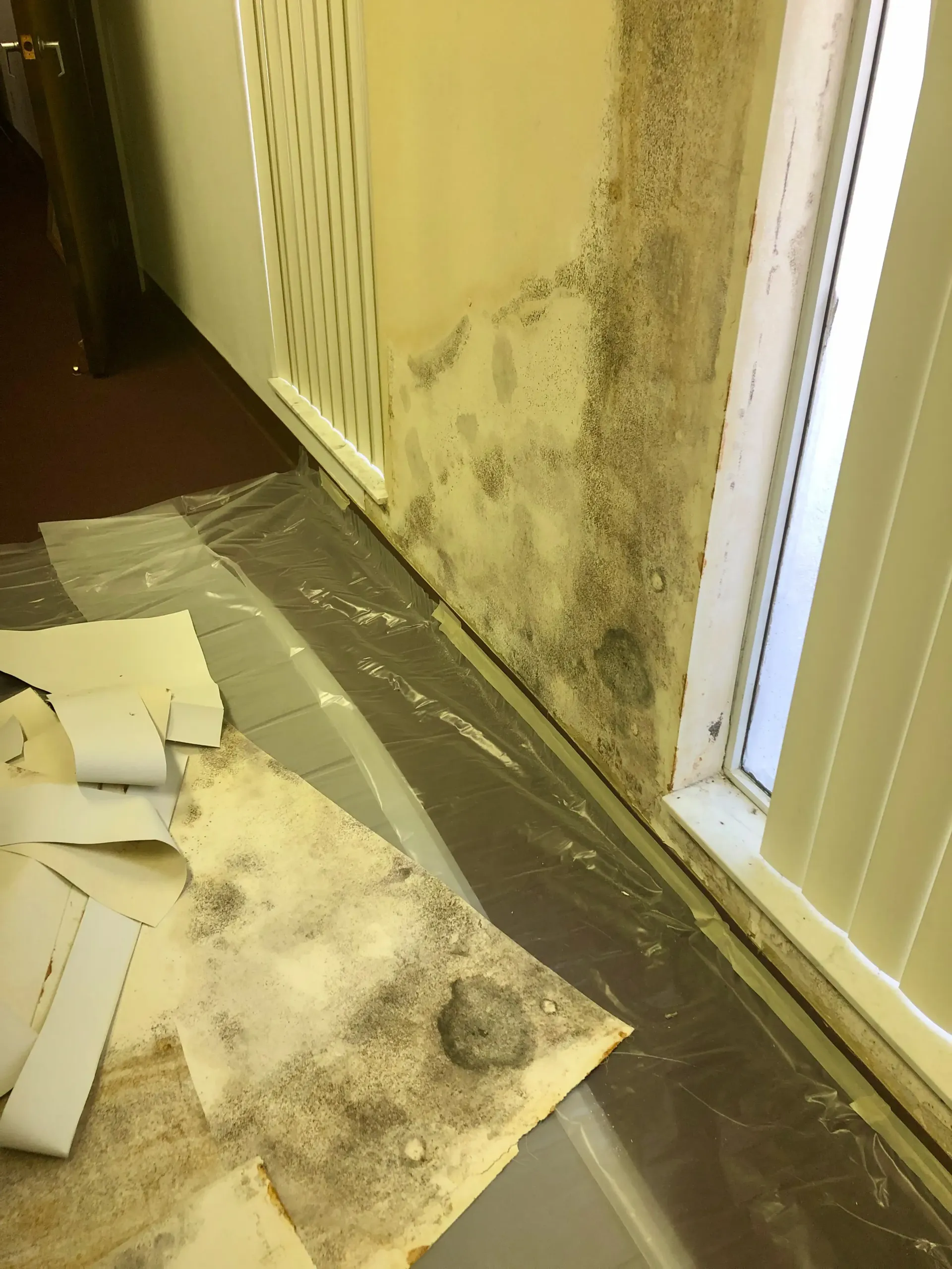 mold behind wallpaper