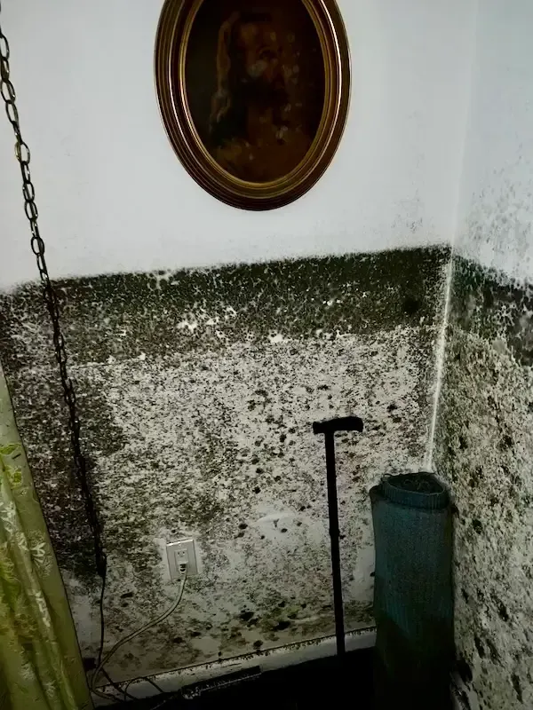 Mold from flooding