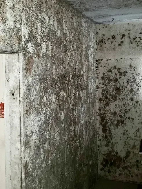 Mold growing in garage