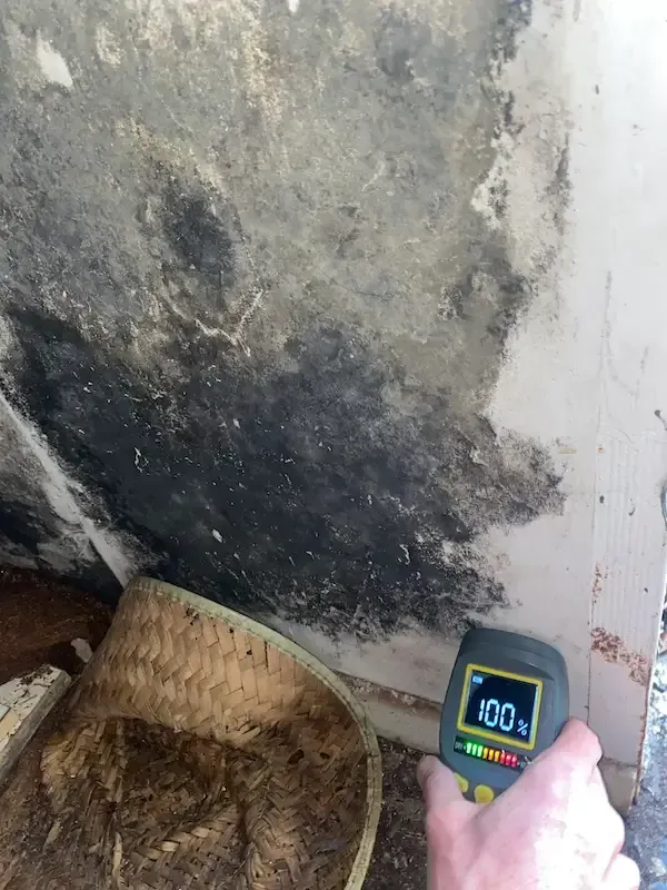 Mold growing on wet wall in closet