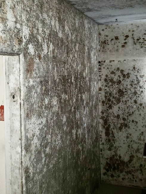 Mold-covered interior walls and ceiling. Dark stains indicate extensive water damage and mold growth throughout the space.