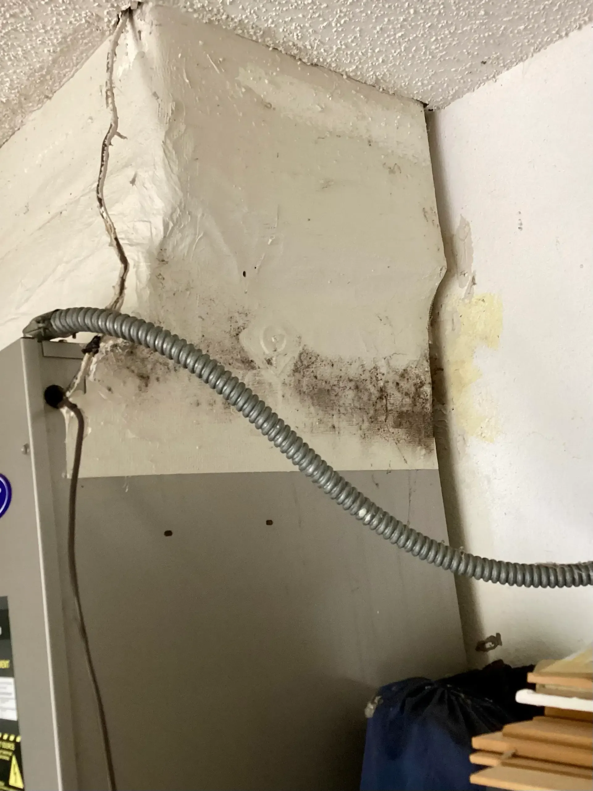 Mold growing on HVAC