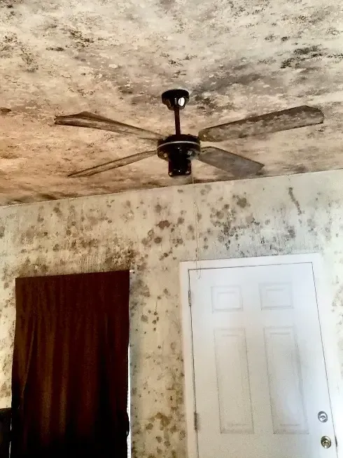 Mold growing on everything