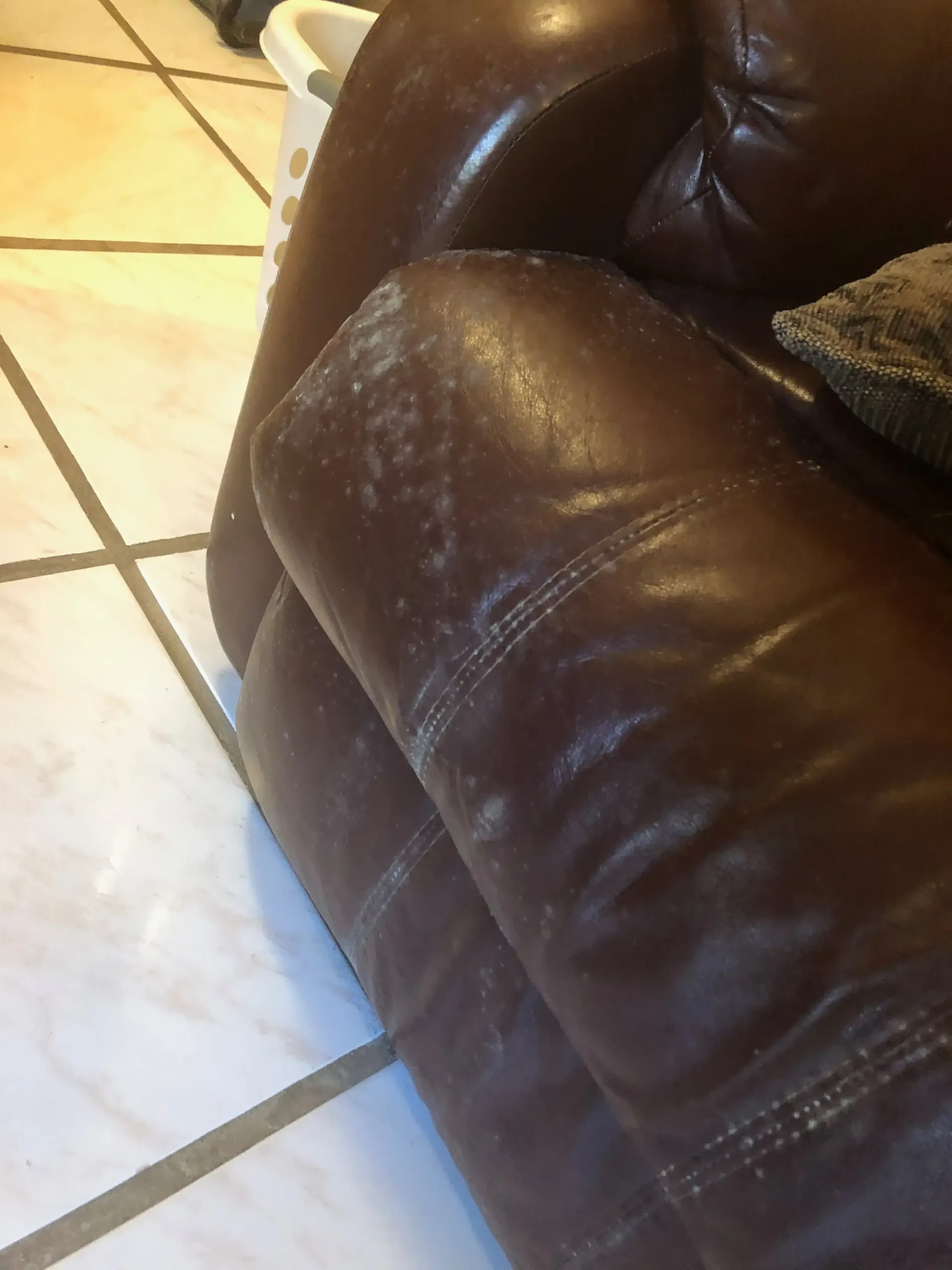 Mold bloom in vacant home on furniture