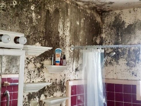 A bathroom with a toilet and a shower curtain