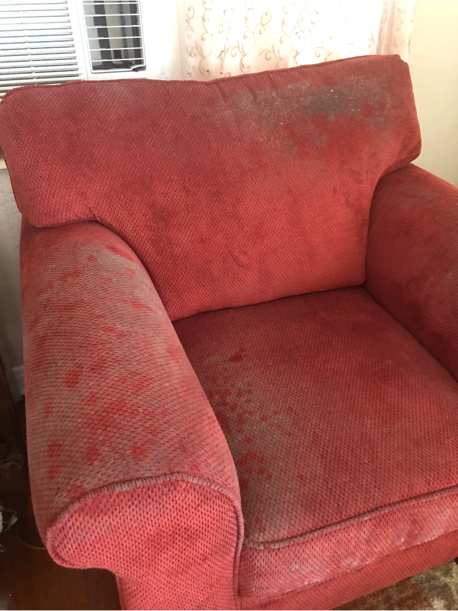 Mold growing on chair
