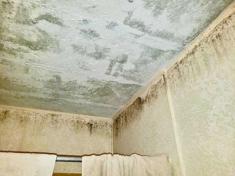 a bathroom with a ceiling that is covered in mold and a shower curtain .