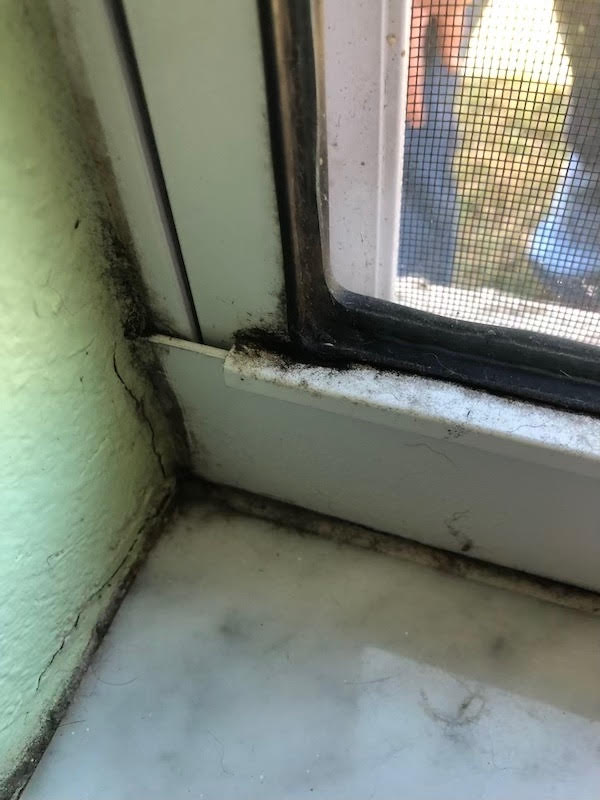 Professional Mold Removal | Dunedin, St. Augustine FL | Mold Masters