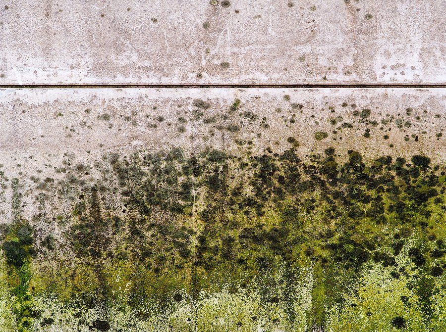 Black Mold vs. Green Mold: Does Mold Color Really Matter?