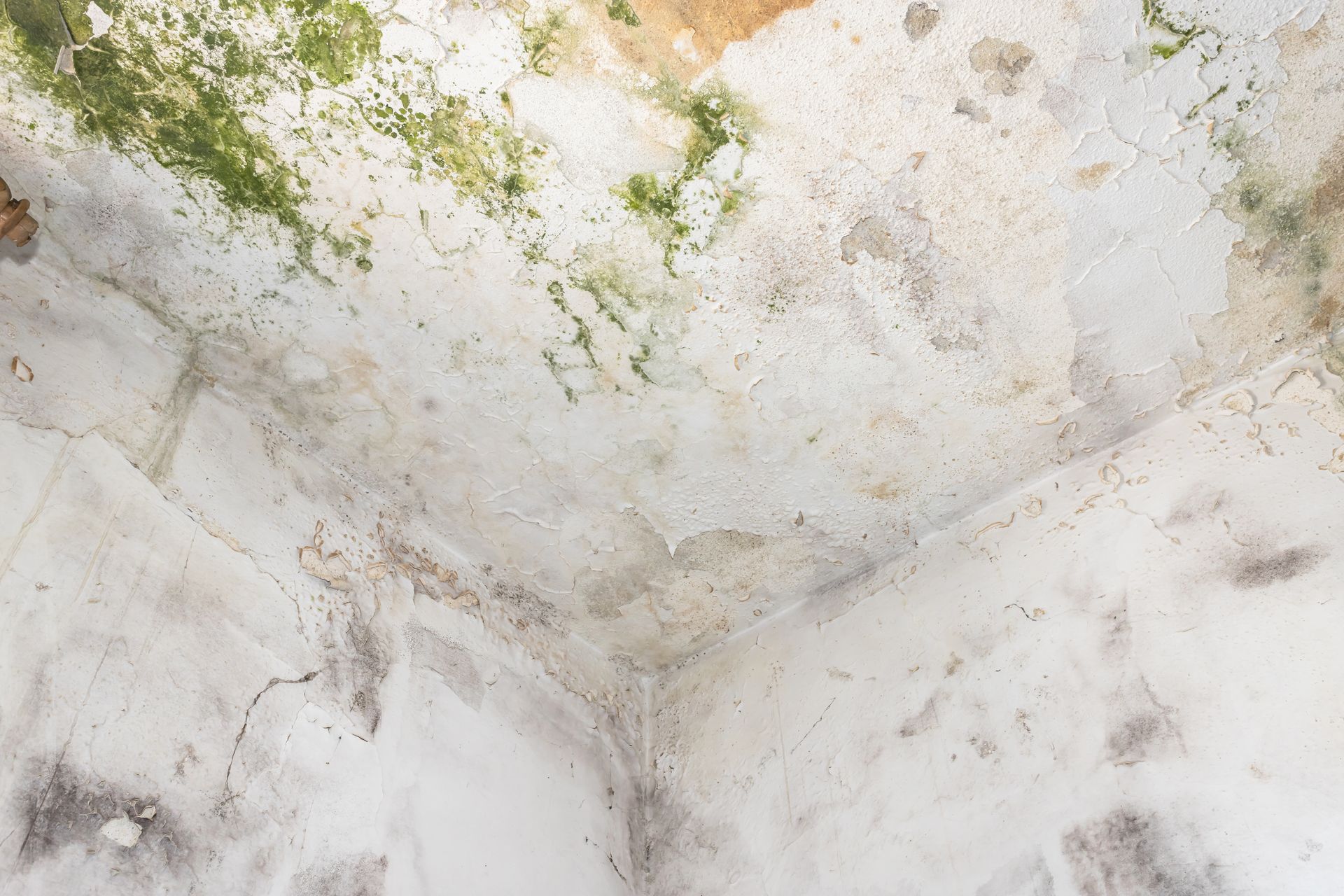 Is Green Mold Dangerous? Mold Masters