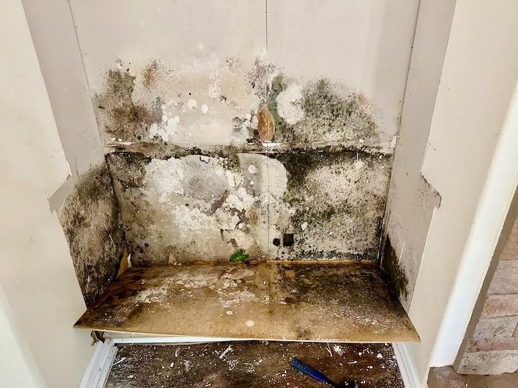 mold from dishwasher leak