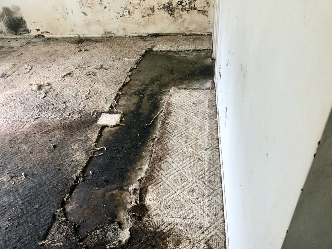 a close up of a mouldy wall and floor in a room