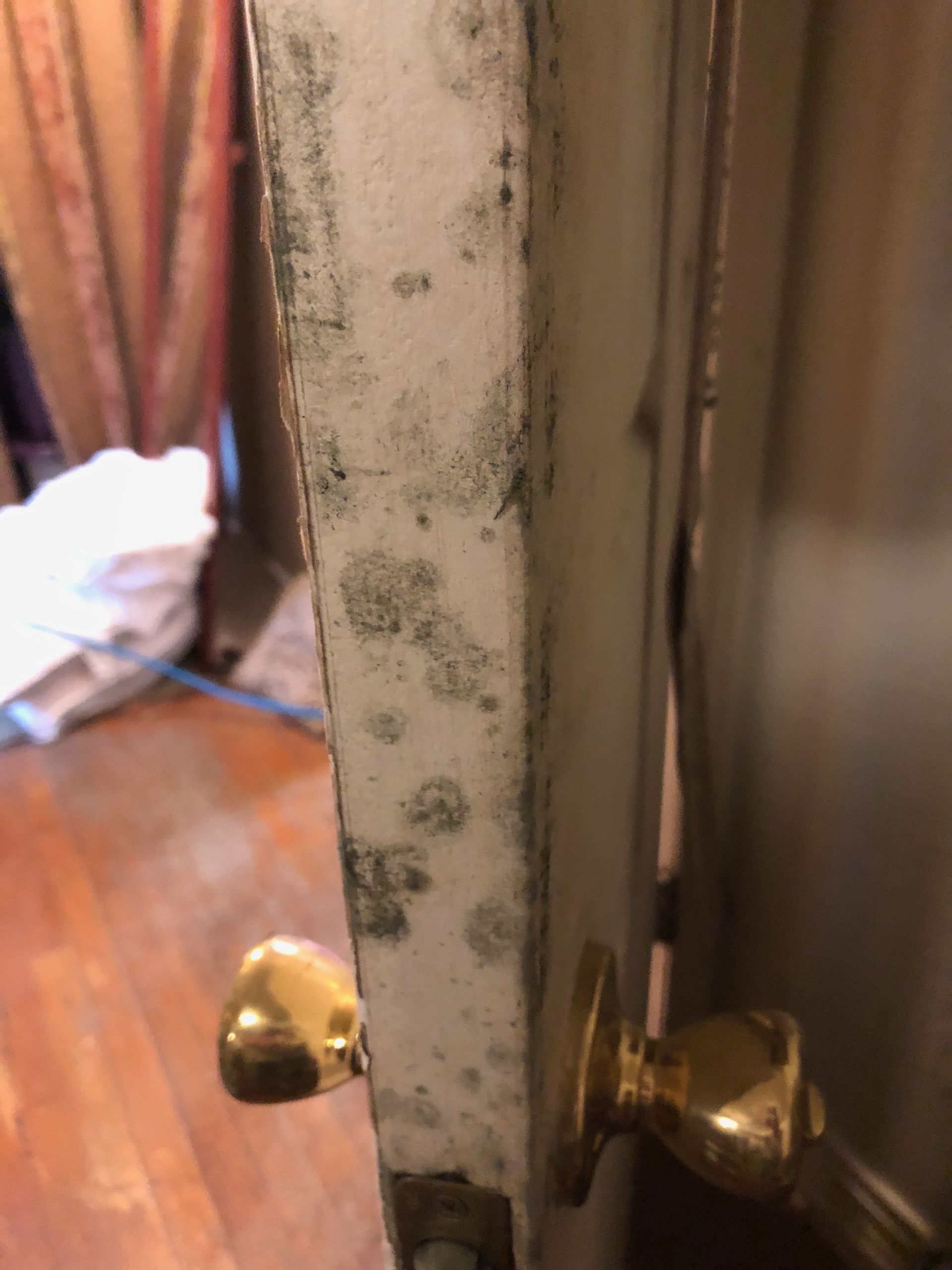 mold on door