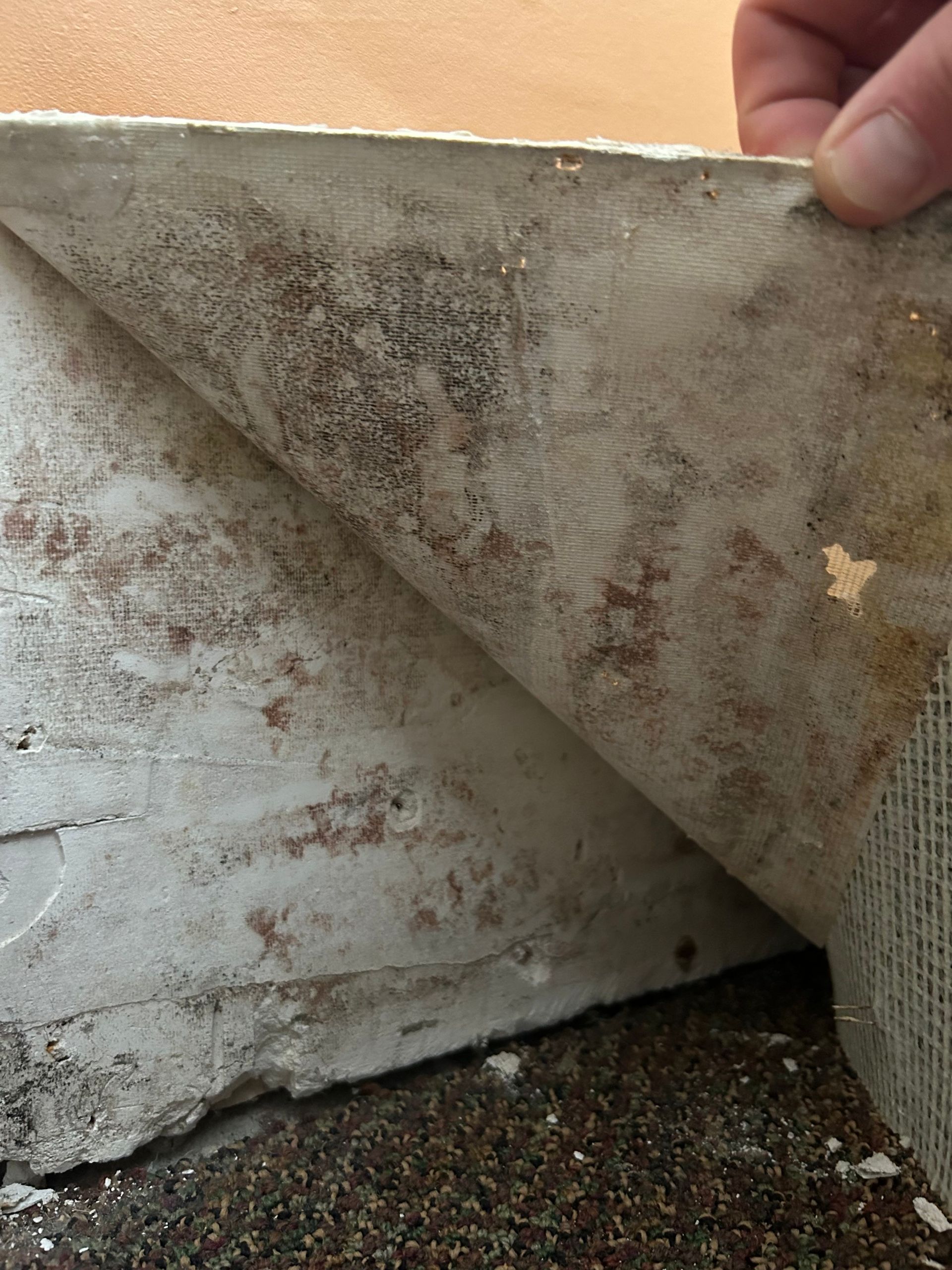 A person lifting a layer of damp wall covering, revealing mold on the underlying surface.