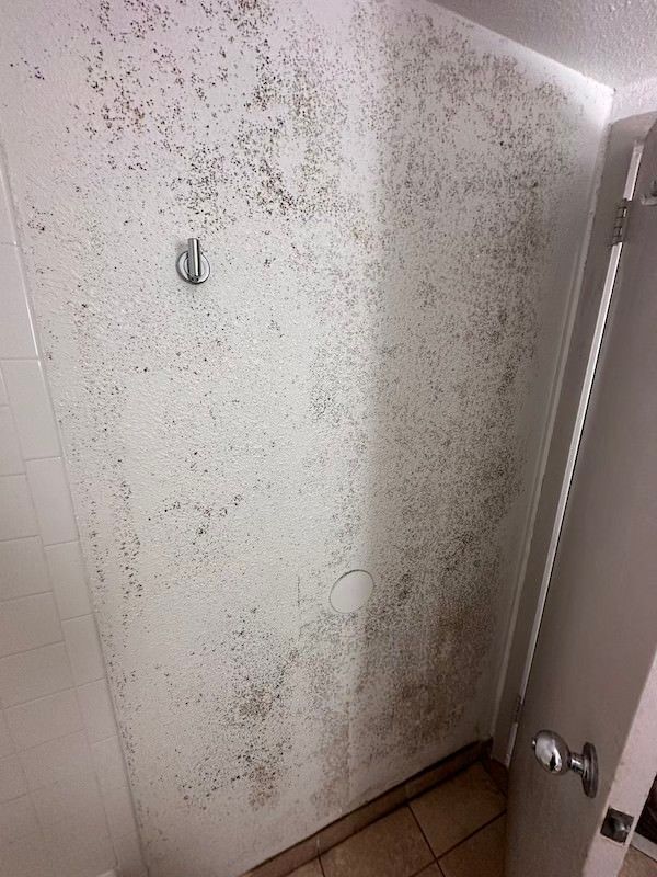 A wall heavily covered with mold, near a partially open door and a towel hook.
