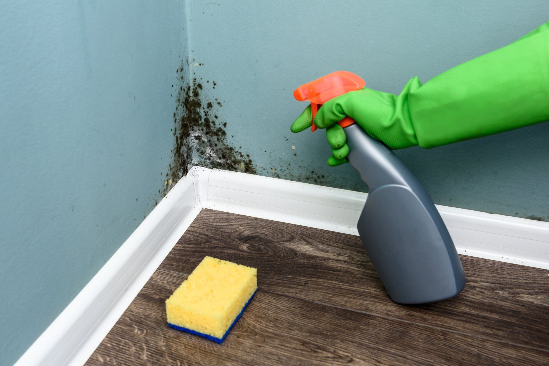 Black Mold Removal: Why You Shouldn't Remove It Yourself