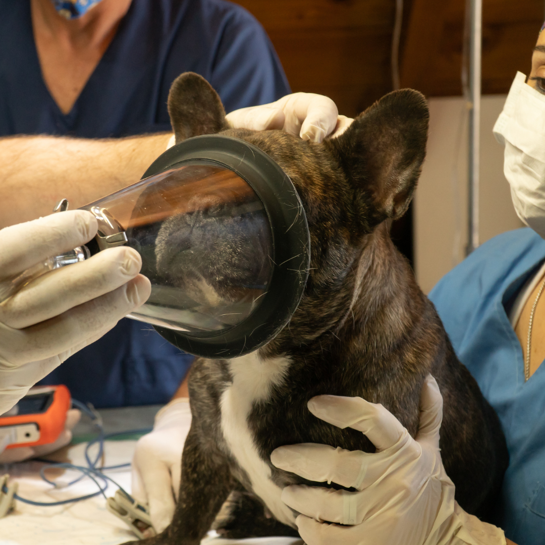 Veterinary Checkups