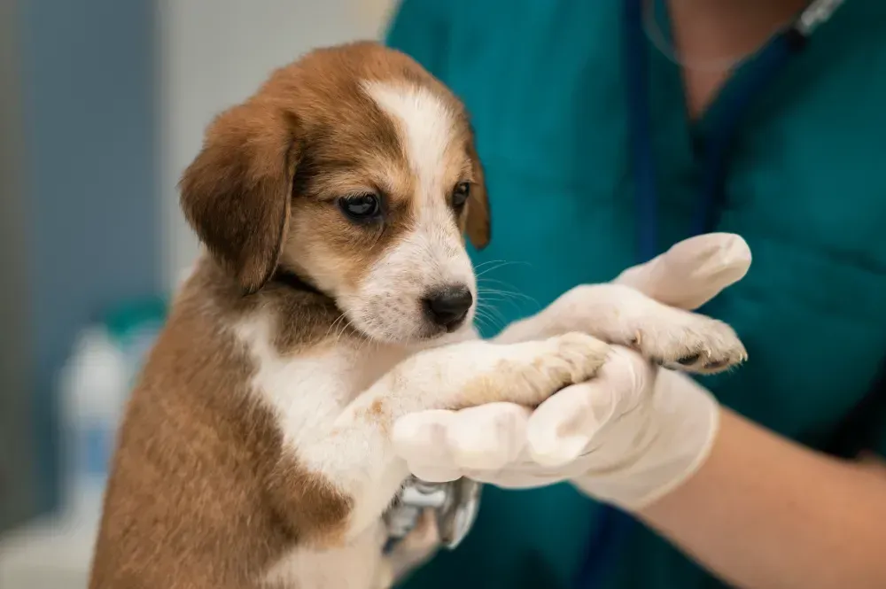 animal hospital