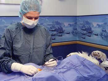 Spay and Neuter Clinic With Pet Surgery in Ames, IA