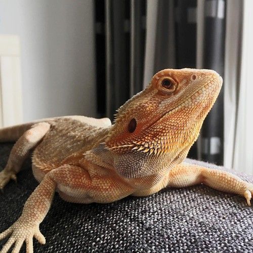 bearded dragon lizard lying on top of couch